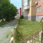 Стрижка газонов на придомовой территории МКД по адресу улица Баумана 31 корпус 2 | 12 - 13 июля 2026 года Стрижка газонов на придомовой территории МКД по адресу улица Баумана 31 корпус 2 | 12 - 13 июля 2026 года